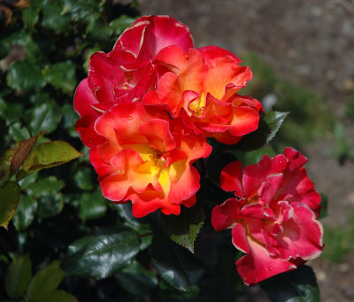 DSC_4457M.JPG