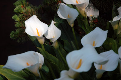 DSC_4471M.JPG