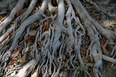 12th Nov 2005, Roots