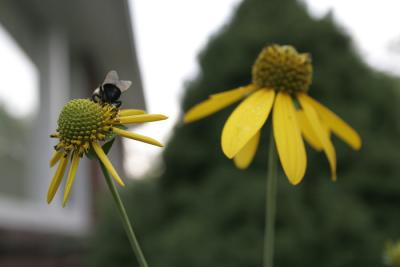 _MG_1170b.jpg