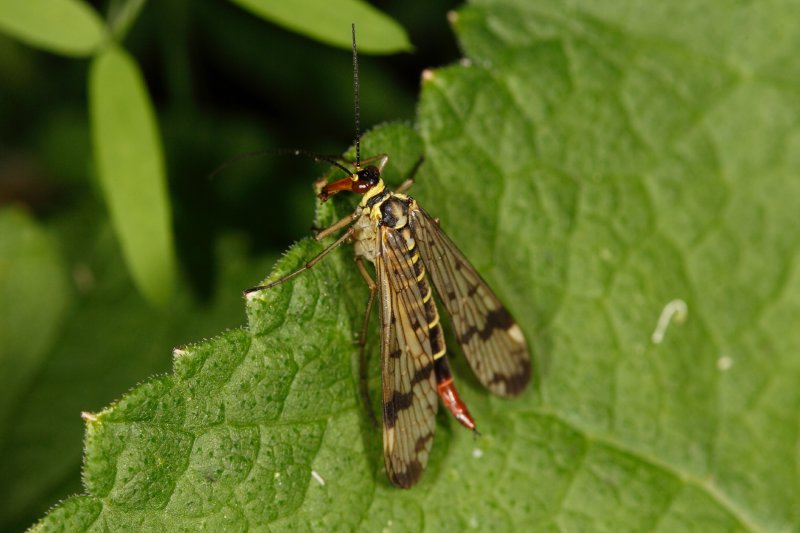 Panorpa communis