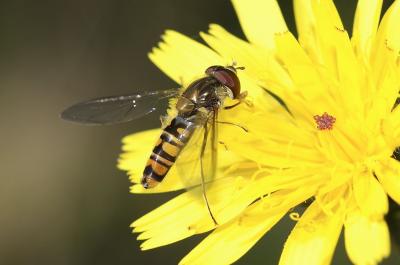 Episyrphus balteatus