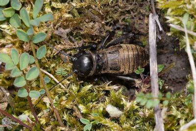 Gryllus campestris