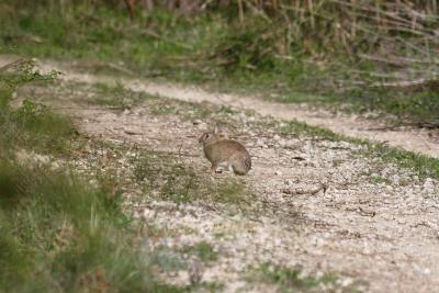 Lapin de garenne