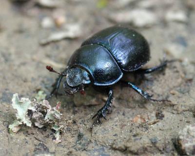 Geotrupes stercorarius