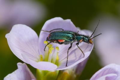 Malachius bipustulatus