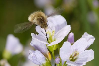 Bombylius major