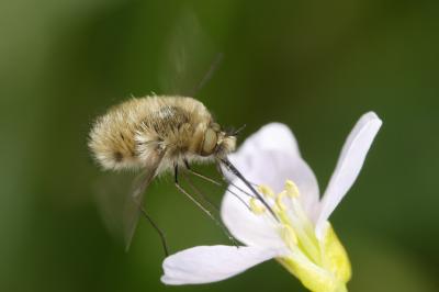 Bombylius major