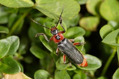 Cantharis fusca