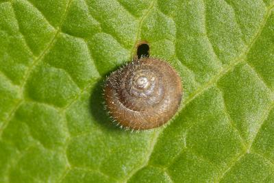 Jeune escargot