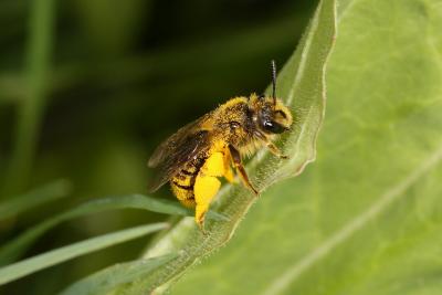 Abeille - Bee