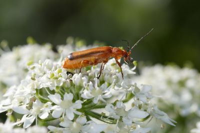 Cantharis fusca