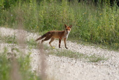 Renard