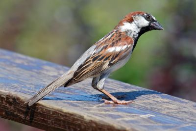 Moineau domestique