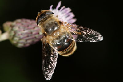 Abeille - Bee