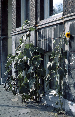Sunflowers in the sidewalks of Amsterdam