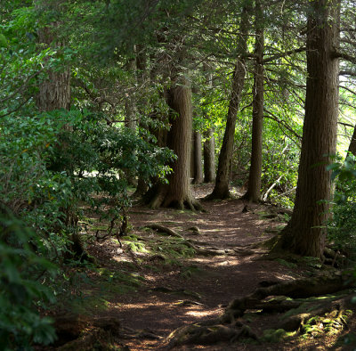walk in the woods