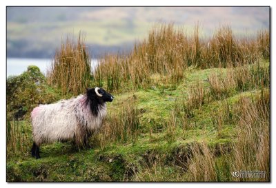 Connemara blackface mountain sheep