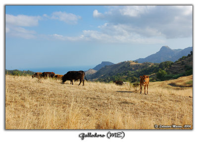 Gallodoro (ME)