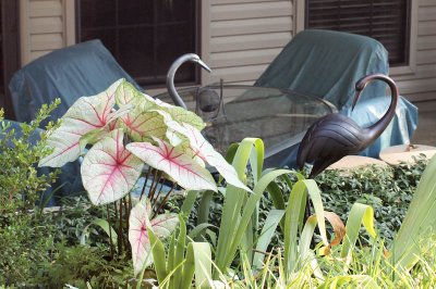 Caladium with Birds