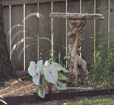 Caladium with Birdbath