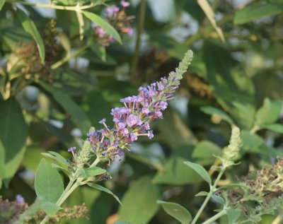 Butterfly Bush