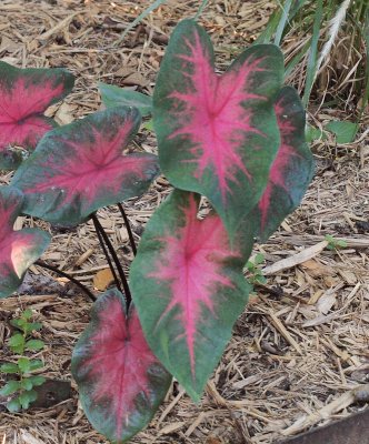 Caladium