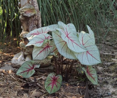 Caladium