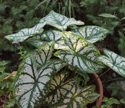 Caladium
