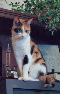 Gracie Posing