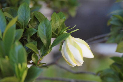Gardenia Bud