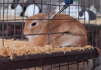 Red Rabbet