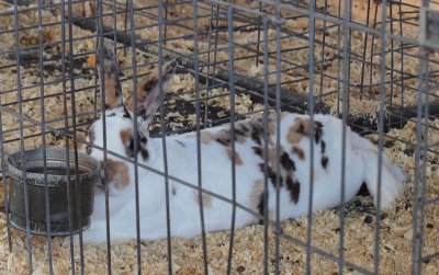 Calico Rabbet