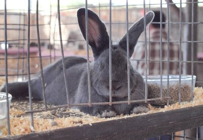 Grey Rabbet
