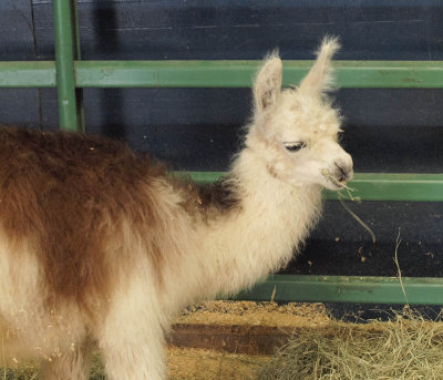 Alpacca