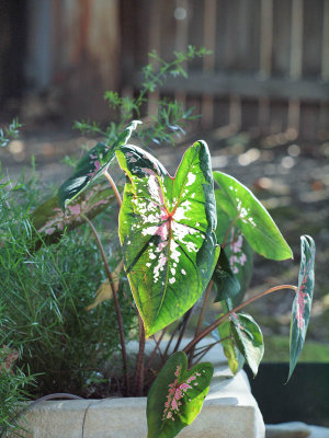 Caladium