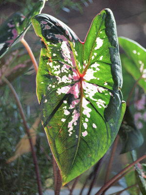 Caladium
