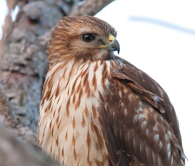 Red-Shouldered Hawk