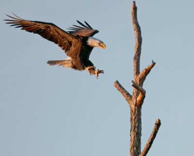 Bald Eagle