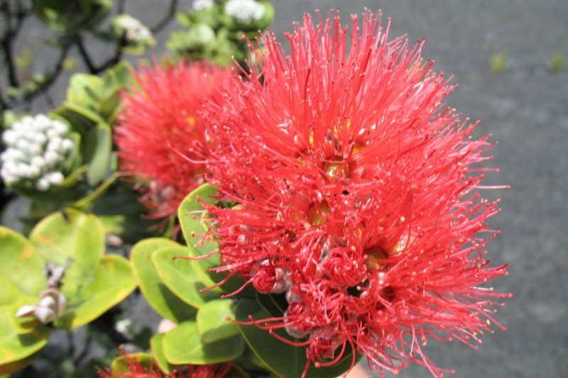 Red Ohia Lehua blossom