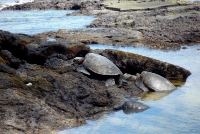 3 turtles