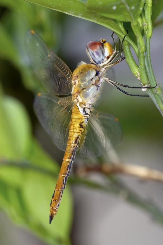 Crimson Dropwing 曉褐蜻 Trithemis aurora