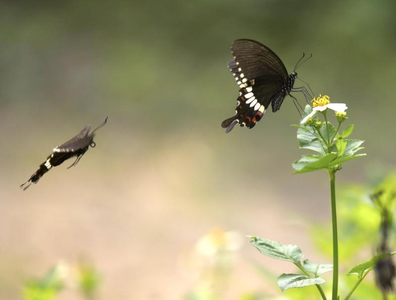 Common Mormon 玉帶鳳蝶 Papilio Polytes (Form mandane)
