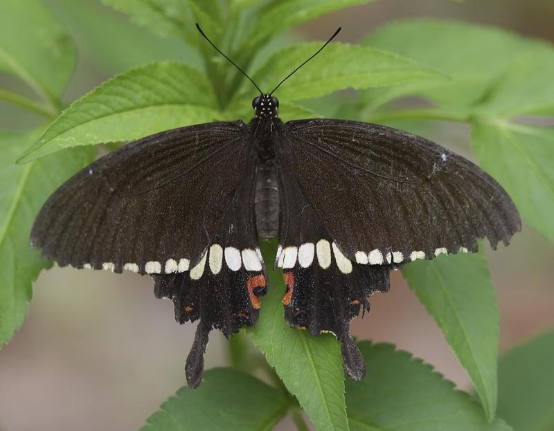 Common Mormon 玉帶鳳蝶 Papilio Polytes (Form mandane)