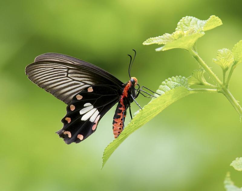 Common Rose 紅珠鳳蝶Pachliopta Aristolochiae