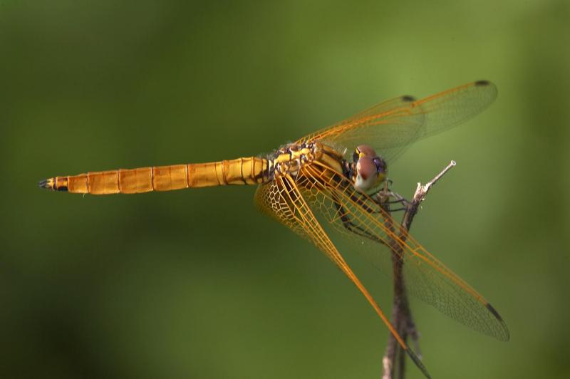 Crimson Darter (Female) 紅蜻 Crocothemis servilia