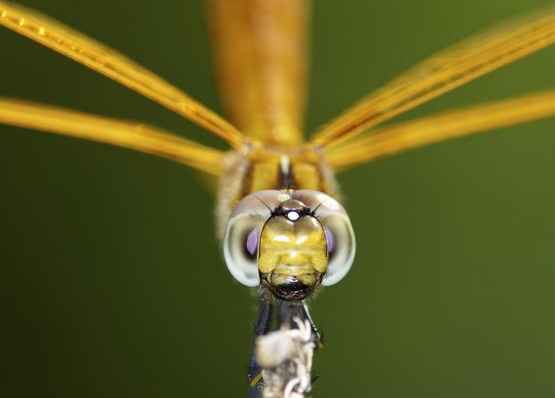 Crimson Darter (Female) 紅蜻 Crocothemis servilia