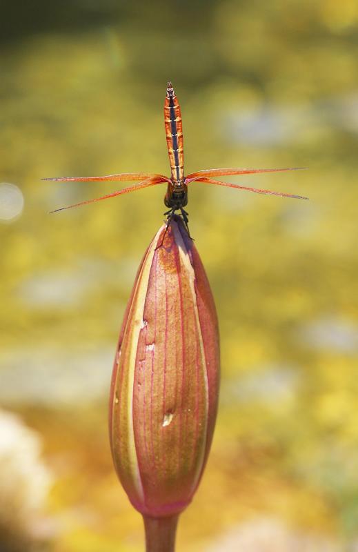 Crimson Dropwing 曉褐蜻 Trithemis aurora