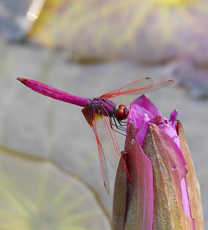 Crimson Dropwing 曉褐蜻 Trithemis aurora