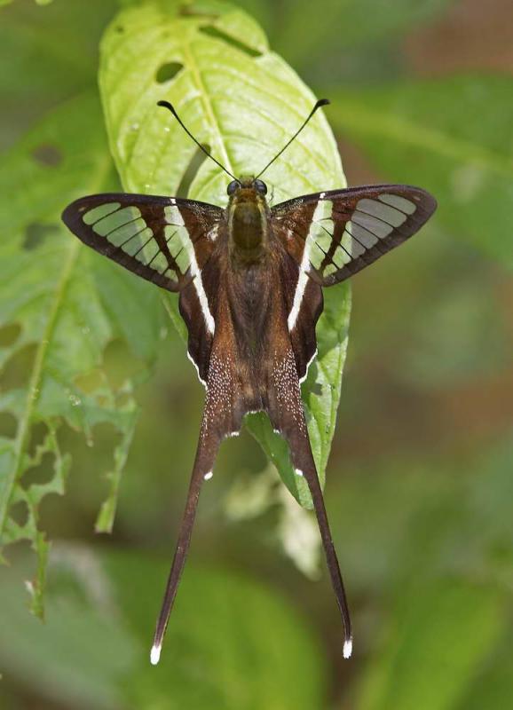 White Dragontail 燕鳳蝶 Lamproptera curius